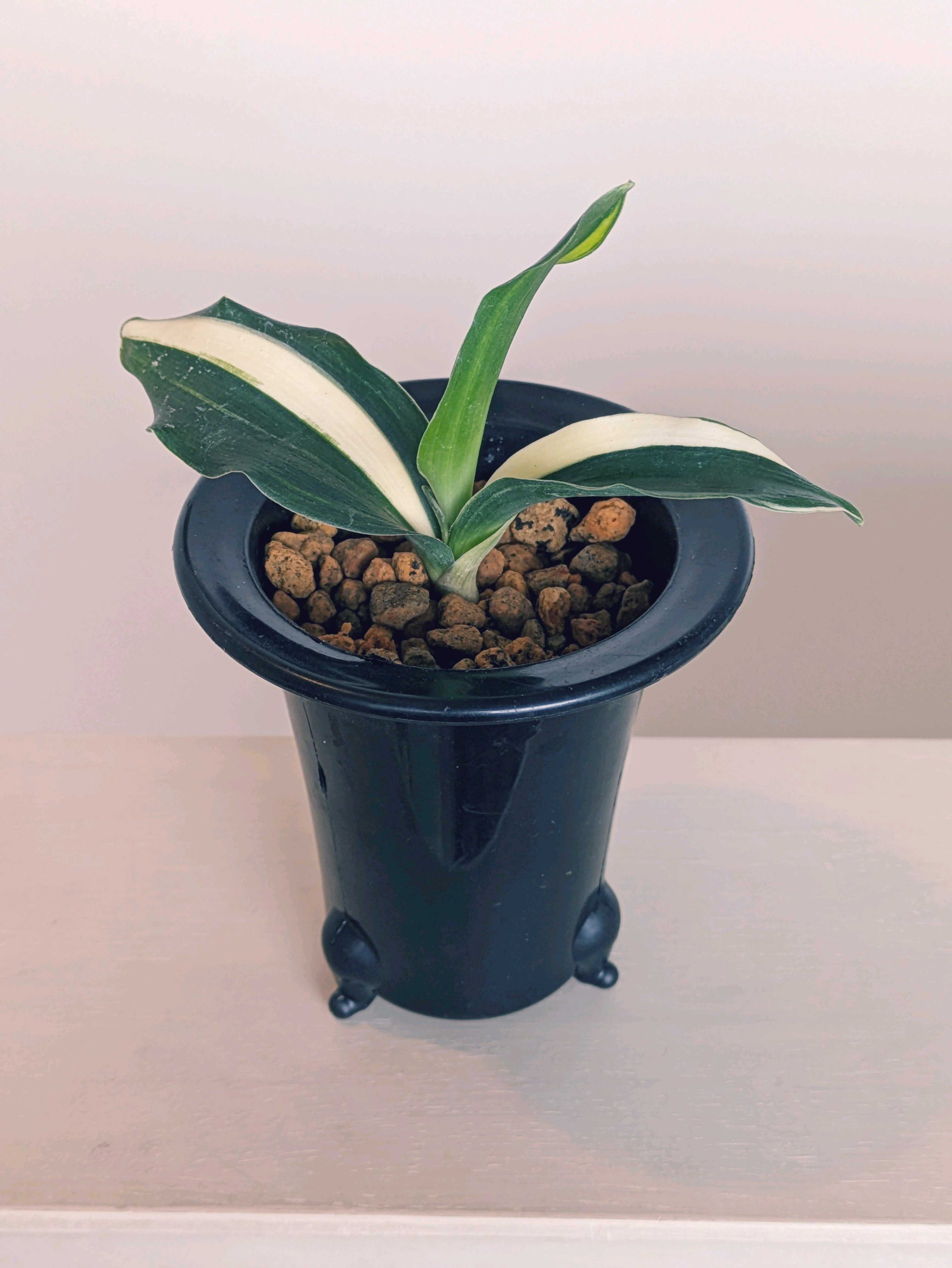 万年青の育て方｜植え替え時期や株分けの方法は？葉が枯れる原因は