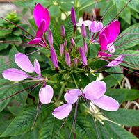 クレオメ,西洋風蝶草,クレオメ(西洋風蝶草),セイヨウフウチョウソウ（西洋風蝶草),セイヨウフチョウソウの画像