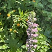 アカンサス,アルストロメリア,カサブランカ,カサブランカ,カサブランカの画像
