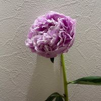 シャクヤクの画像