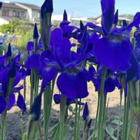 アヤメ,白鷺(しらさぎ),GSのみなさんに感謝♡,青い花マニア,帰宅途中の画像