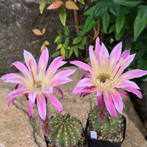サボテン,花サボテン,多肉植物,サボテンの花,花のある暮らしの画像