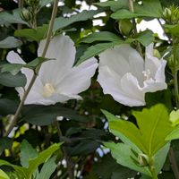 クチナシ,ギンバイカ,ムクゲ,日曜の白花,池堀街道の画像