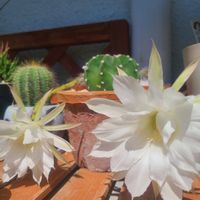 100均,サボテンの花,エキノプシス,毛玉の画像