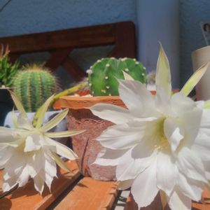 100均,サボテンの花,エキノプシス,毛玉の画像