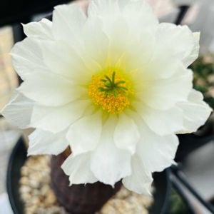 紫太陽,サボテンいろいろ,エキノセレウス属,サボテン大好き,エキノセレウス　白花太陽の画像