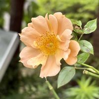 アガパンサス,ソテツ,アストロメリア,チャイナローズ,さんぽ道の画像