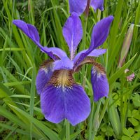 アヤメ,オルレア,アイリス,お花,今日のお花の画像