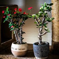 ハナキリン,花キリン,ユーフォルビア ミリー,花麒麟,ユーフォルビア　ミリー　エンペラーの画像