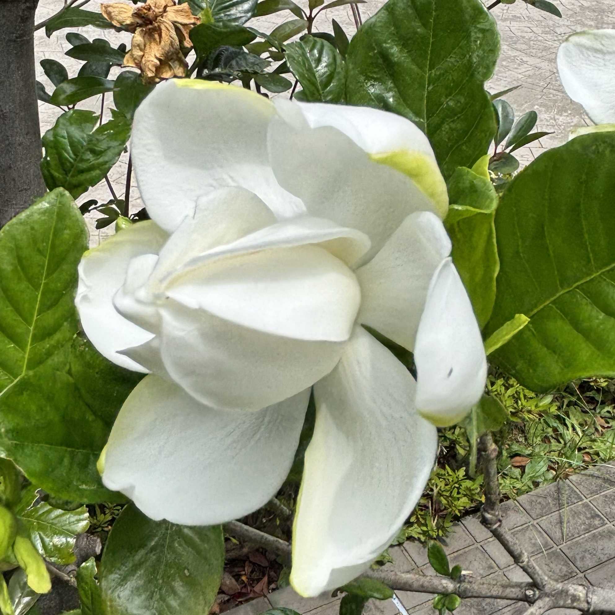 クチナシ(ガーデニア)の育て方｜植え付けや植え替えの時期は