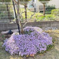 シバザクラ,パールアカシア,芝桜♡の画像