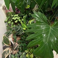 観葉植物,水やり,インテリアグリーン,緑は癒し,リビング・ダイニングの画像