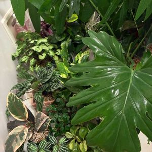 観葉植物,水やり,インテリアグリーン,緑は癒し,リビング・ダイニングの画像