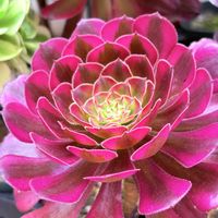 アエオニウム　ゴッドオブファイヤー,多肉植物,アエオニウム,アエオニウム属,多肉植物のある暮らしの画像
