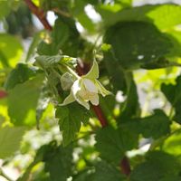 ラズベリー,ラズベリーの花,蕾 つぼみ,RASPBERRYの画像