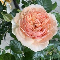 バラ ブラスバンド,バラ ブラスバンド,バラ プリンセス ドゥ モナコ,バラ 真宙 まそら,バラ 真宙 まそらの画像
