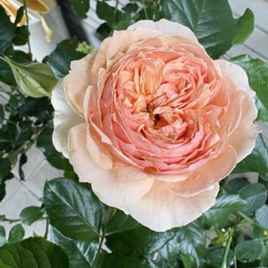 バラ ブラスバンド,バラ ブラスバンド,バラ プリンセス ドゥ モナコ,バラ 真宙 まそら,バラ 真宙 まそらの画像
