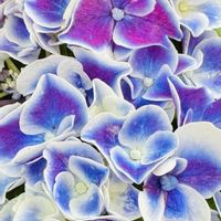 アジサイ,花のある暮らし,2024♡マイ♡ガーデン,小さな庭,庭の画像