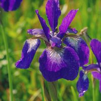 アヤメ,今日のお花,松本市,お出かけ先の画像