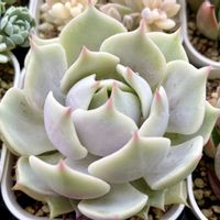 プラチナローズ,多肉植物,エケベリア属,多肉中毒,タニラーの画像