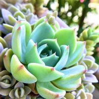 七福神,子持ち蓮華,エケベリア属,多肉植物のある暮らし,玉ボケ倶楽部の画像