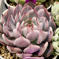 ミックスベリア 美紫妃,多肉植物,エケベリア属,多肉中毒,タニラーの画像