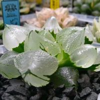 ピグマエア　ミュータント,ハオルチア氷玉鸞,ハオルチア属,多肉ちゃん,ボタニカルライフの画像