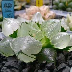 ピグマエア　ミュータント,ハオルチア氷玉鸞,ハオルチア属,多肉ちゃん,ボタニカルライフの画像