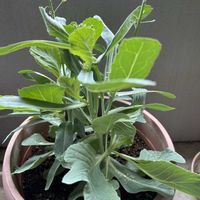 キャベツ,キャベツの芯から,ベランダ栽培,家庭菜園,ベランダの画像