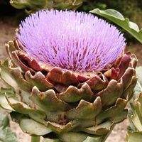 アーティチョーク,可憐な花,ピンクワールドへ ようこそ,ビューティフル サンデー,明日はきっと良い日になるの画像