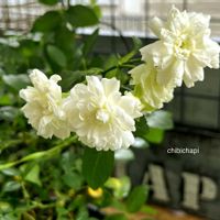 ミニバラ,鉢植え,ガーデニング,お気に入り♡,花のある暮らしの画像