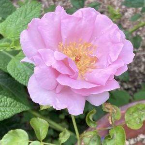 マイブーム,花のある暮らし,大好き♡︎ʾʾ,挿し木から成長,チーム福岡の画像