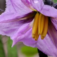 キュウリ,ナス,ホオズキ,小さな庭,家庭菜園の画像