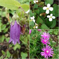 ホタルブクロ,マツバボタン,梅雨,小さな幸せ,野に咲く花のようにの画像