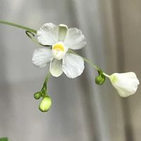 フウセンカズラ,白い花,いつのまに,日曜日の朝に,ベランダの画像