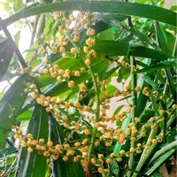 テーブルヤシ,黄色の花,お家園芸,つぼみに魅せられて,乙女色クラブの画像