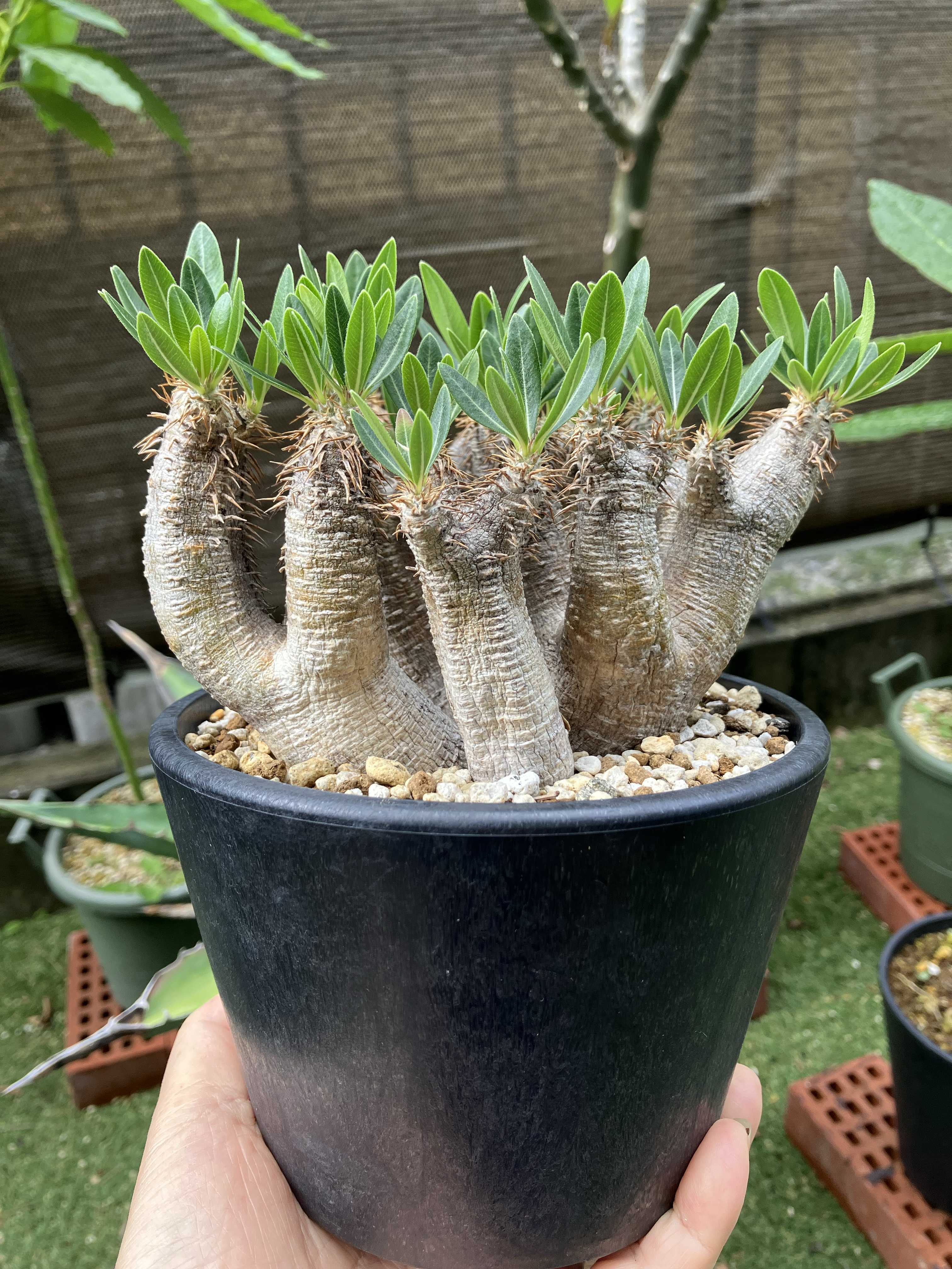 パキポディウムの育て方｜ 植え替え時期や室内での置き場所は