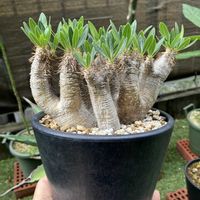 パキポディウム,パキポディウム・ブレビカリックス,多肉植物,塊根植物,コーデックスの画像