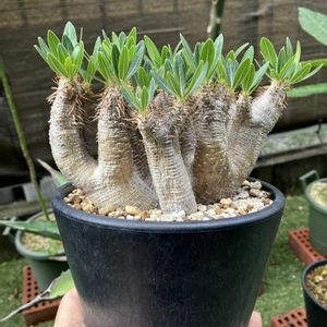 パキポディウム,パキポディウム・ブレビカリックス,多肉植物,塊根植物,コーデックスの画像