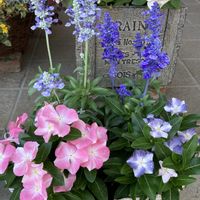 サルビア,日々草,寄せ植え,ガーデニング,夏の花の画像