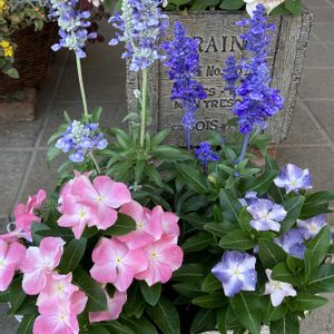 サルビア,日々草,寄せ植え,ガーデニング,夏の花の画像