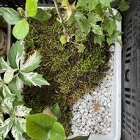 小品盆栽,苔玉仕立て,箱庭作り,ひろしの四季彩々・・・！の画像