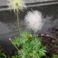 オキナグサの画像