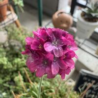 ガーデニング,多肉植物のある暮らし,お花とグリーンのある暮らし,ベランダの画像