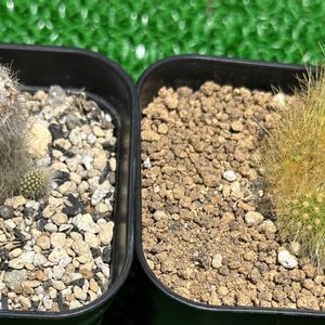 サボテン,サボテン科,子吹き,クレイストカクタス属,カラデモノニスの画像