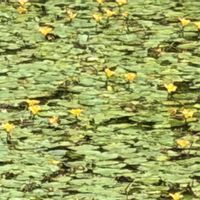 アサザ,山野草,箱根湿性花園の画像