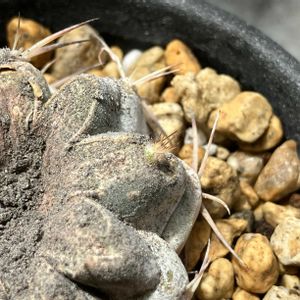 サボテン,グラウカム,多肉植物,アカントカリキウム属の画像