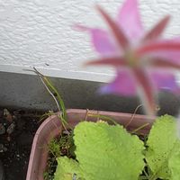 ボリジ,ヘーベ,柏葉アジサイ,紫陽花 アジサイ あじさい,ハジープランター植えの画像