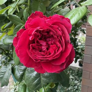 バラ ルージュ ロワイヤル,バラ好き,バラを楽しむ,バラのある暮らしの画像