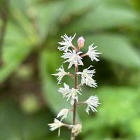 ハイビスカス,ヒューケラ,チェッカーベリー,シロシキブ,多肉植物の画像